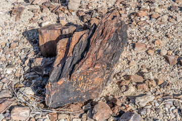 colorful stump of petrified tree-trunk at Petrified Forest site in desert countryside, near Khorixas, Namibia