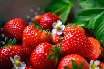 Macro shot of vibrant red strawberries with green leaves and small flowers. Fresh food concept