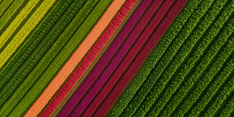Aerial view of vibrant flower fields. Rows of colorful flowers create a stunning pattern, showcasing nature's beauty. A picturesque agricultural landscape.