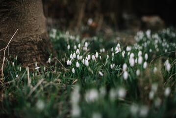 white snowdrop in the forest, spring flowers background