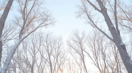Obraz premium Winter trees, snow-covered branches, pale blue sky, looking up. Possible use nature background, winter scene