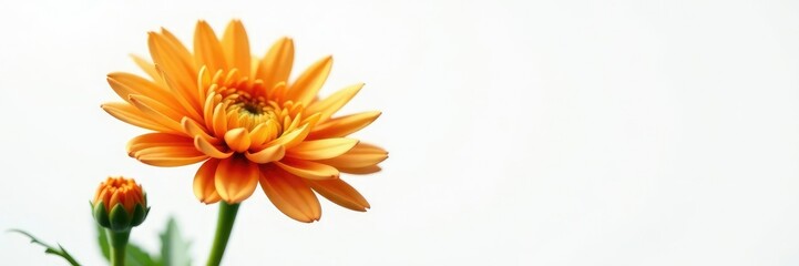 Orange chrysanthemum flower with three tightly closed buds on a green stem against a white background, branch, bud, leaf