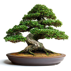 Serene Bonsai Tree: A Miniature Zen Garden in a Pot