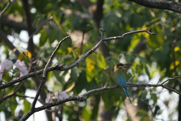 A jay is perched on a branch, looking for food.