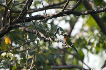 A jay is perched on a branch, looking for food.