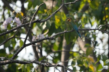 A jay is perched on a branch, looking for food.