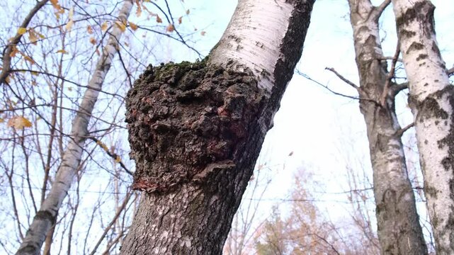 Inonotus obliquus or Chaga mushroom on trunk of birch tree. Birch canker polypore. Organic pathogen. Chaga mushroom used in folk medicine and alternative healthy eating.