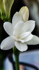 Defocused and noise image of Bunga sedap malam. Agave amica, Polianthes tuberosa or tuberose close up.  