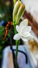 Defocused and noise image of Bunga sedap malam. Agave amica, Polianthes tuberosa or tuberose close up.  