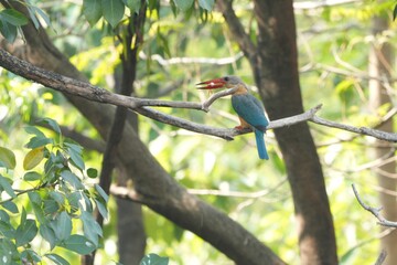A common kingfisher is about to eat a caught fish.