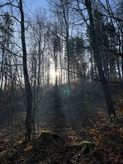 Obraz premium morning in the forest