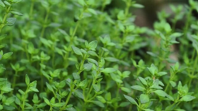 savory satureja hortensis delicious kitchen herbs