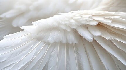 Obraz premium Delicate White Feather Detail Abstract Texture for Purity Serenity and Peace