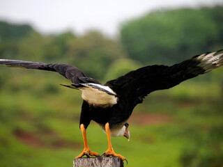Caracara cara bird of prey in colombia magdalena river valley
