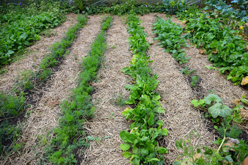 Mulching the soil in vegetable garden with yellow straw. Rows of young green plants in the field. Carrot, beetroots, sorrel, radish and other greenery growing in soil. Gardening technology.
