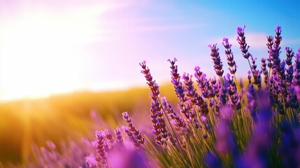 Obraz premium A vibrant field of lavender blooms under a bright sun, creating a serene atmosphere