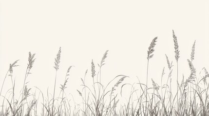 Fototapeta premium Tall grasses in field, light sky background, nature scene, website design