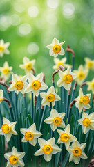 Fototapeta premium Vibrant yellow daffodils with green bokeh light, spring aesthetic. St David's Day, Women's Day, copy space