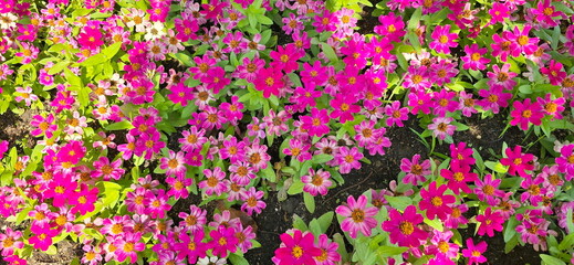 Bright pink marigolds bloom in the garden. Some of the Zinnia Violetsia Kaf flowers are in full sun, while others are shaded by large trees. Top view of Zinnia Dreamland  flower. pink zinnia flower, 
