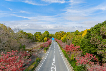 両側に紅葉が彩る秋の並木道