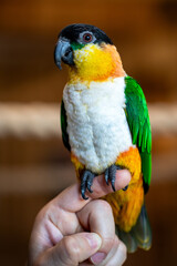 Black-headed Caiques parrot sitting on hand of obscured person.