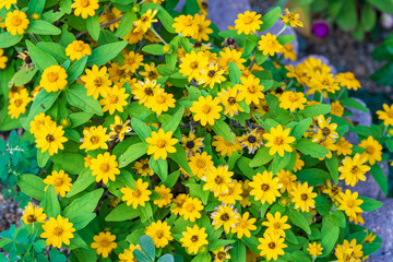 鮮やかな黄色が映えるメランポジウム