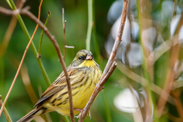 小枝にとまるアオジの姿