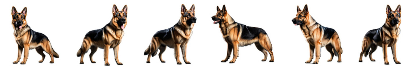 A captivating display of a German Shepherd in various poses