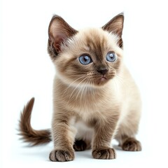 Adorable Siamese kitten with striking blue eyes, showcasing its playful and curious nature on a white background.