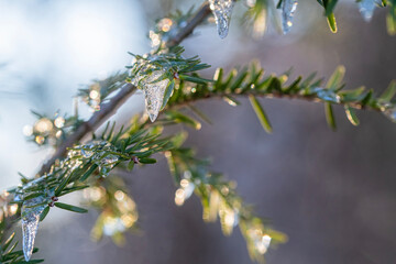 Beautiful Icicles Hang from a Fir Tree at Sunrise