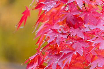 鮮やかに色づく紅葉の葉