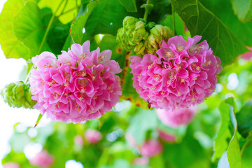 Cluster of Pink Dombeya Wallichii Flowers in Bloom