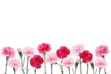 carnation flowers