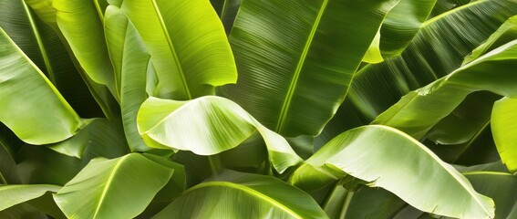 Fototapeta premium Close-up of tropical leaves, an abstract nature background.
