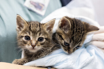 Kittens at the vet. A vet holds two small tabby kittens in her arms, wrapped in soft light blue fabric, providing them with care and comfort in the warm environment of a veterinary clinic.
