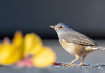 Blue-grey Bird Stands on Ground Next to Colorful Fallen Leaves