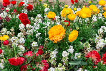 Yellow, red, and white flowers in a garden