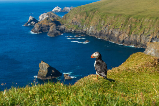 Atlantic or common puffin (Fratercula arctica) on the cliffs, Hermaness, Unst, Shetland Islands