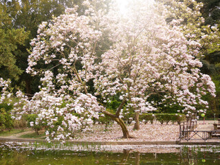 Magnolia tree blossom near lake and reflected in water in Turkenschanzpark in Vienna. Photo with light flashing copy space. Spring concept