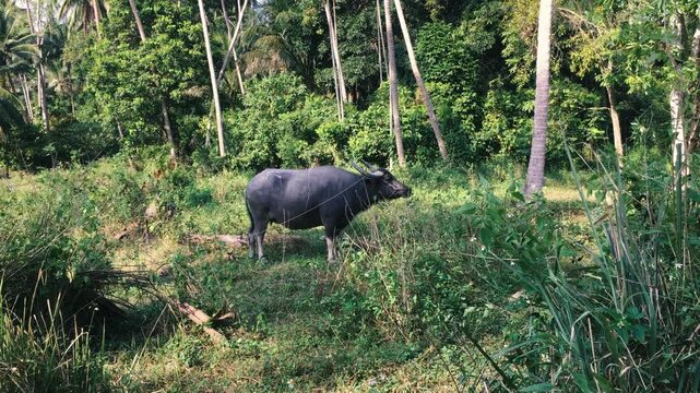 A buffalo stands in the middle of the jungle tied with a rope