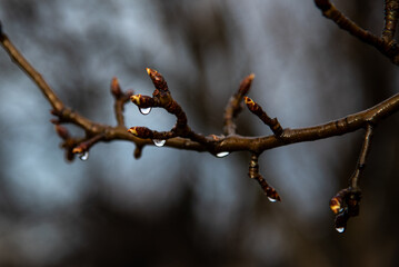 Rainy weather illustration. Crooked fruit tree branch with buds. Early spring mood in the garden, March humidity. Garden close up in gloomy grey colors.