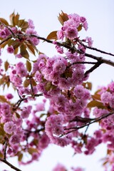 pink cherry blossom