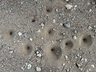 Sand Pit Traps Made by Antlion Larvae