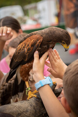 Children petting a tame domesticated hawk