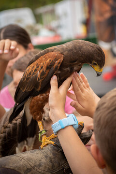 Children petting a tame domesticated hawk