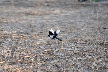 Birds fly over the fields.