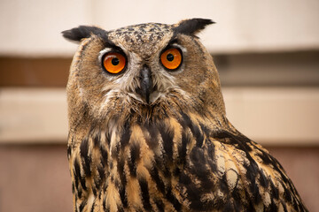 Closeup portrait of an orange eyed large eared eagle owl looking at the camera