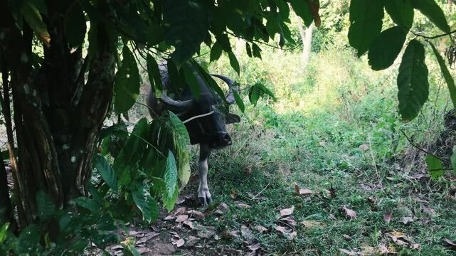 A buffalo comes out from behind the grass in the jungle and moves towards you