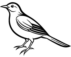 bird on a white background