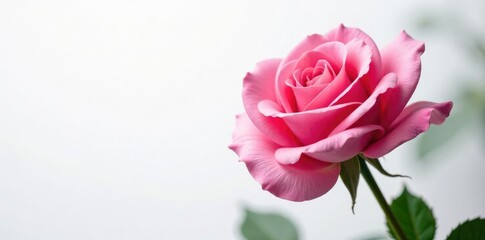 Naklejka premium Delicate pink rose petals unfolding on a white background, garden, flowers